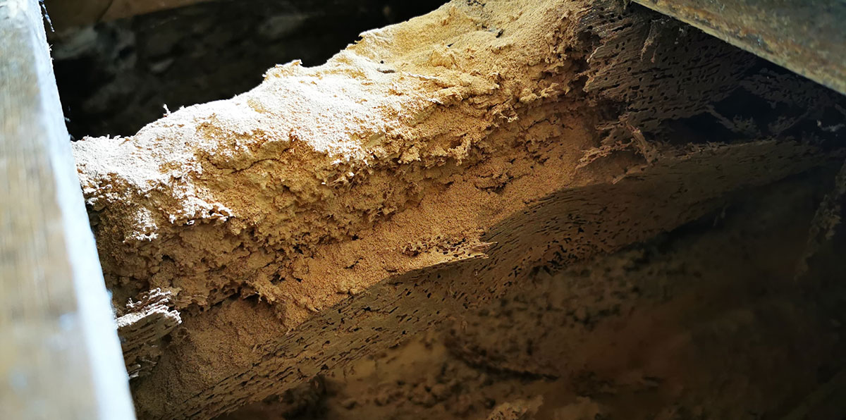 This image shows severe woodworm damage, this structural timber is destroyed by the woodworm holes and frass, leading to the wood breaking up.